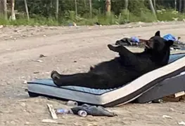 En Canad&aacute; captan a oso descansando en un colch&oacute;n &iexcl;anuncio de televisi&oacute;n se hizo real!