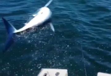 Tiburón sorprende a pescadores y salta encima de su bote