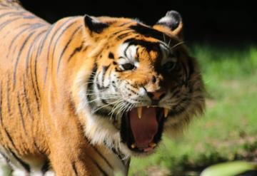 Mujer lucha contra tigre para salvar a su bebé