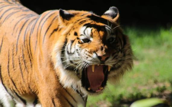 Mujer lucha contra tigre para salvar a su bebé