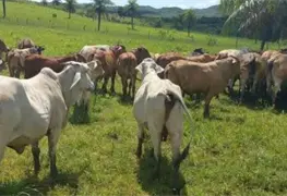 Incrementa el abigeato en Jonuta
