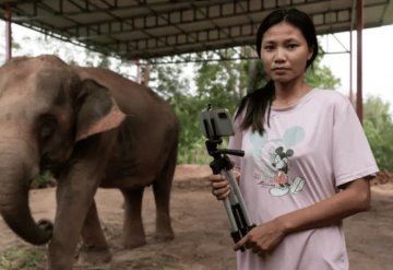 Elefantes sobreviven en Tailandia, gracias a transmisiones en TikTok