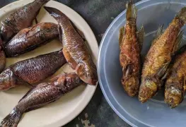 Con las lluvias llegó el topen; pez afrodisiaco y tradicional en Tabasco y Palizada 