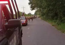 Tránsito protege a hatos de bovinos que son movilizadas por la vía Jonuta -Zapatero