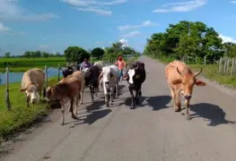Miles de cabezas de ganado en Jonuta continúan huyendo de la inundación