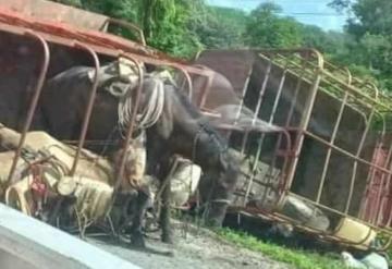 Camioneta con remolque vuelca con caballos en vía federal Palizada-Jonuta