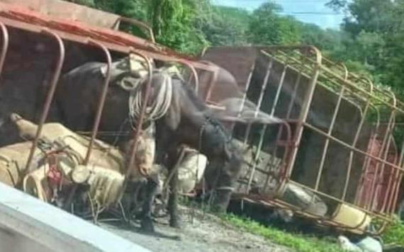 Camioneta con remolque vuelca con caballos en vía federal Palizada-Jonuta