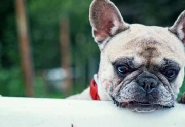 ¿Tienes mascotas? Te decimos qué es la Rickettsiosis y cómo prevenirla