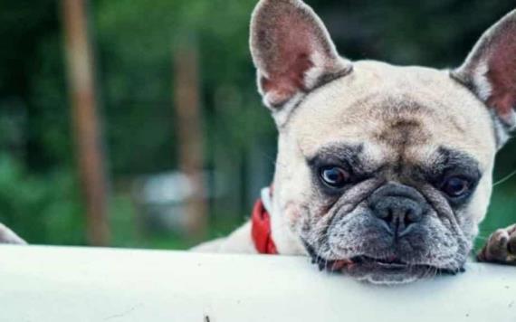 ¿Tienes mascotas? Te decimos qué es la Rickettsiosis y cómo prevenirla