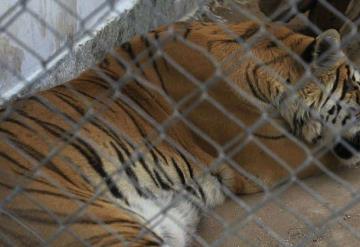 Trasladarán a dos tigres rescatados de Black Jaguar-White Tiger a Ciudad Juárez