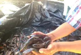 Por tercera ocasión, comercializan cardúmenes de Topen o Topota en Jonuta