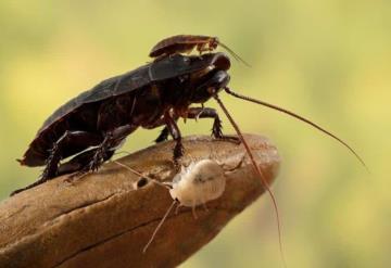 Hallan cucaracha carnívora que se creía extinta en Australia