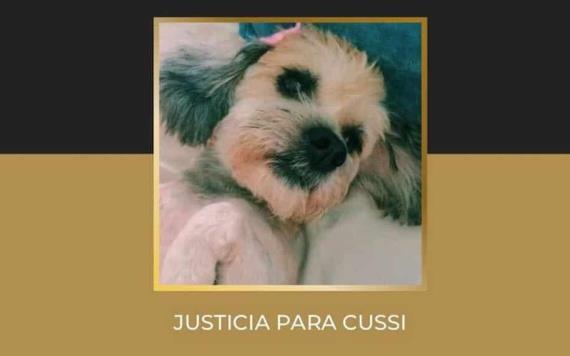 Inician juicio contra mujer por dar atún con veneno a perrita en Puebla