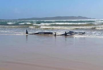 Mueren 250 ballenas piloto tras encallar en una playa de Nueva Zelanda