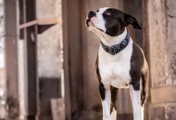 No sacrificarán al Pitbull que atacó a presunto ladrón en Chiapas