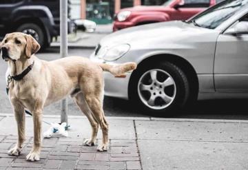 Perro justiciero colabora en detención de ladrón en Puebla