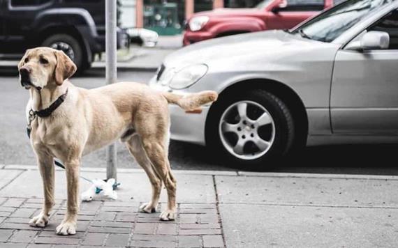 Perro justiciero colabora en detención de ladrón en Puebla