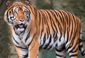 Capturan a un tigre acusado de matar a 13 personas