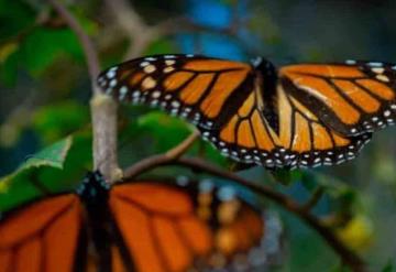 Con frente frío ingresarán a México grupos más numerosos de mariposa monarca