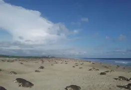 Tortugas marinas arriban a las costas de Oaxaca