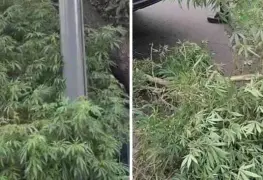 Plantas de casi 3 metros de marihuana son retiradas de jardinera en Iztapalapa