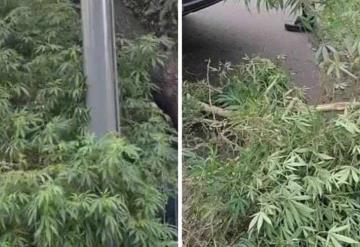 Plantas de casi 3 metros de marihuana son retiradas de jardinera en Iztapalapa