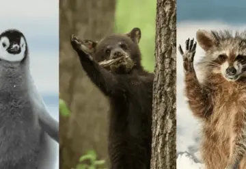 Captan a animales en situaciones divertidas, finalistas de los Comedy Wildlife Photography Awards