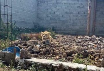 En Chalco, hallan un león durante cateo para localizar a albañil desaparecido