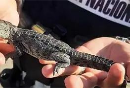 Rescatan cr&iacute;a de cocodrilo en paqueter&iacute;a de Hidalgo