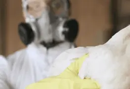 Toneladas de pollo en riesgo por influenza en Puebla