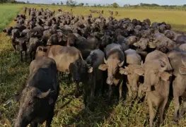 Tabasco, principal productor de búfalo