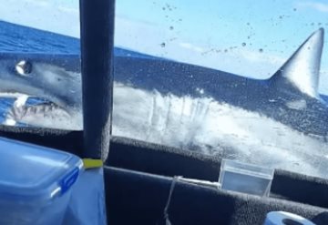 Video: Impactante momento en que un gran tiburón blanco salta sobre un barco de pesca