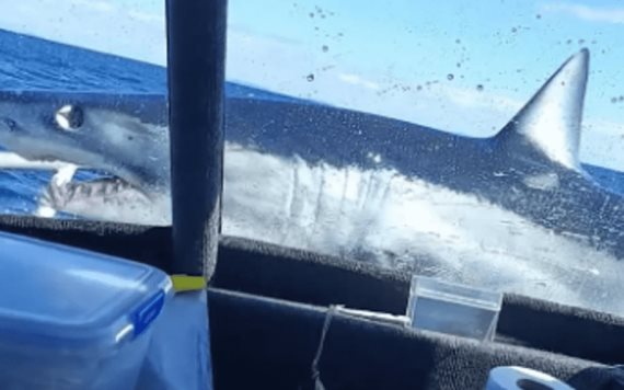 Video: Impactante momento en que un gran tiburón blanco salta sobre un barco de pesca