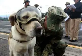 Despiden a Frida, la perrita rescatista, con emotivas imágenes en redes sociales
