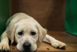 En Mérida reportan un envenenamiento masivo de perritos