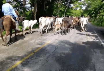 En Jonuta, movilizan más de 2 mil reses a tierras altas por la creciente del río