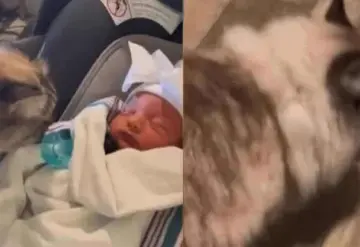 Gatita conoce a su hermanita humana y termina con náuseas