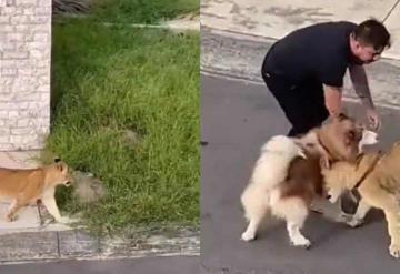 Video: Captan a un león deambulando por calles de un fraccionamiento en Veracruz