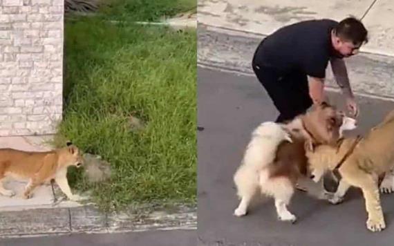 Video: Captan a un león deambulando por calles de un fraccionamiento en Veracruz