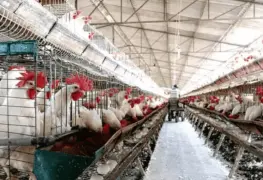 50.5 millones de aves han muerto en Estados Unidos por gripe aviar