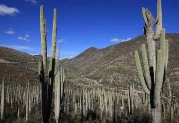 Biósfera de Tehuacán, bajo grave amenaza