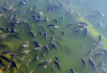 Denuncian muerte masiva de peces en Lago de Chapultepec