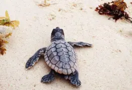 Crearán 17 santuarios para tortugas en México ¿En qué playas estarán?