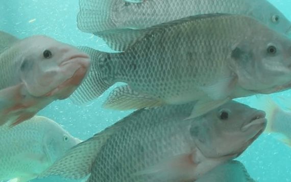 Piel de tilapia podría curar el pie diabético; experimentan en Querétaro