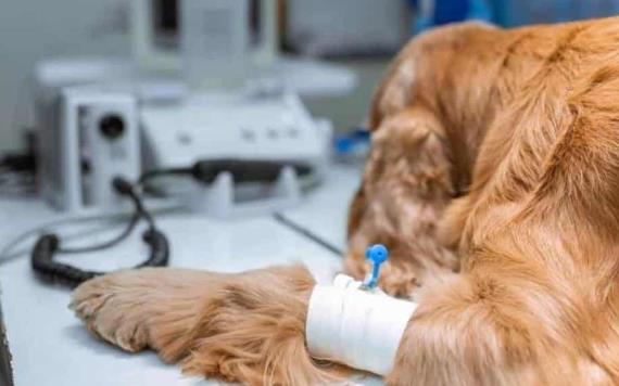 Moto atropella a perro; can es llevado al veterinario y conductor queda tirado más de media hora