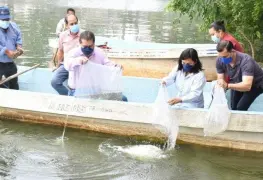 Liberan 3 mil crías de pejelagarto y mil 100 de mojarra paleta