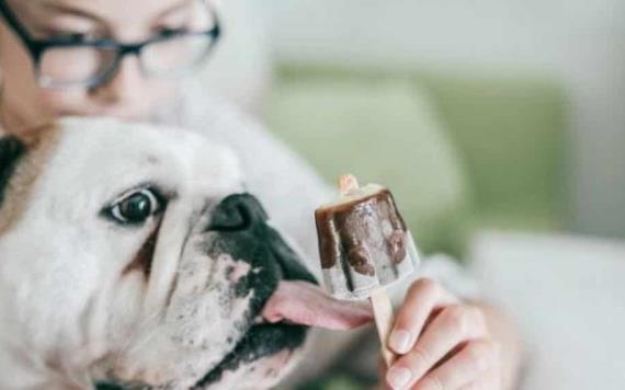 ¿Por qué se recomienda que las mascotas no laman la cara?