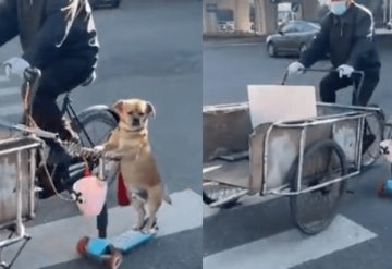 Un perrito es montado en un scooter, acompaña a su dueño a trabajar