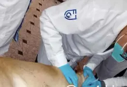 investigan supuesta muerte de niño atacado por un Pitbull