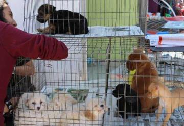 Nuevo León prohibirá la venta de perros y gatos en tiendas a partir de mayo de 2023